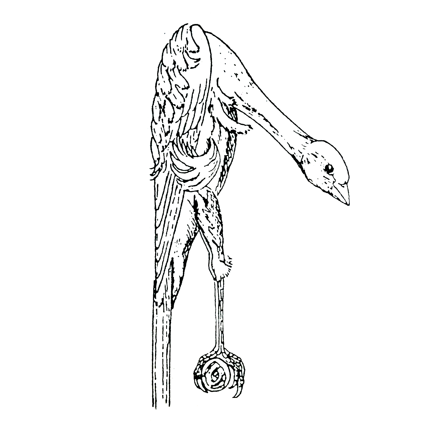 historia giboso español nacimiento