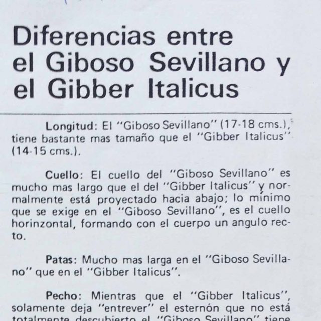 diferencia_italicus_gibos_espanol_cossio_1