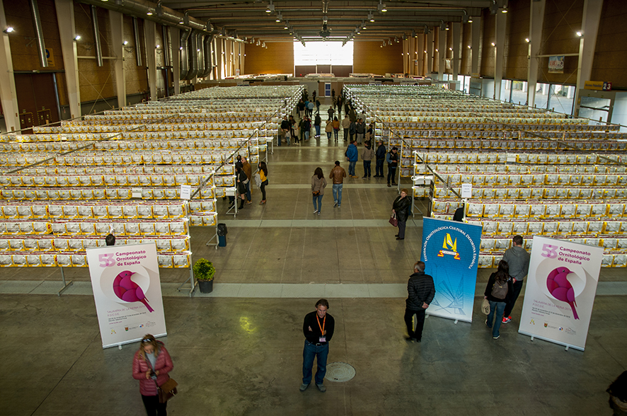 campeonato_ortinologico_focde_2018_cossio