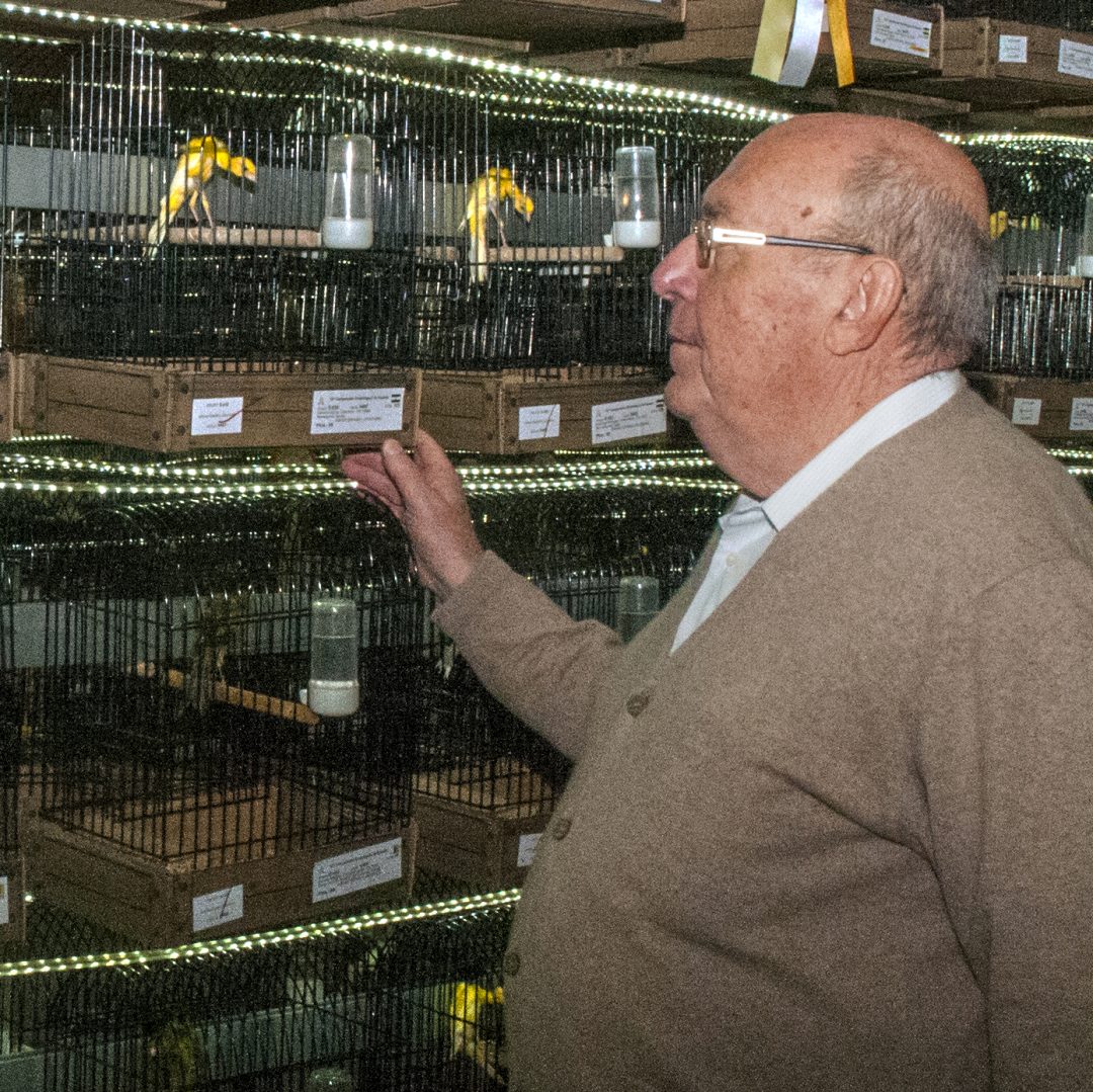 jesus_jimenez_cossio_giboso_espanol_focde_2018