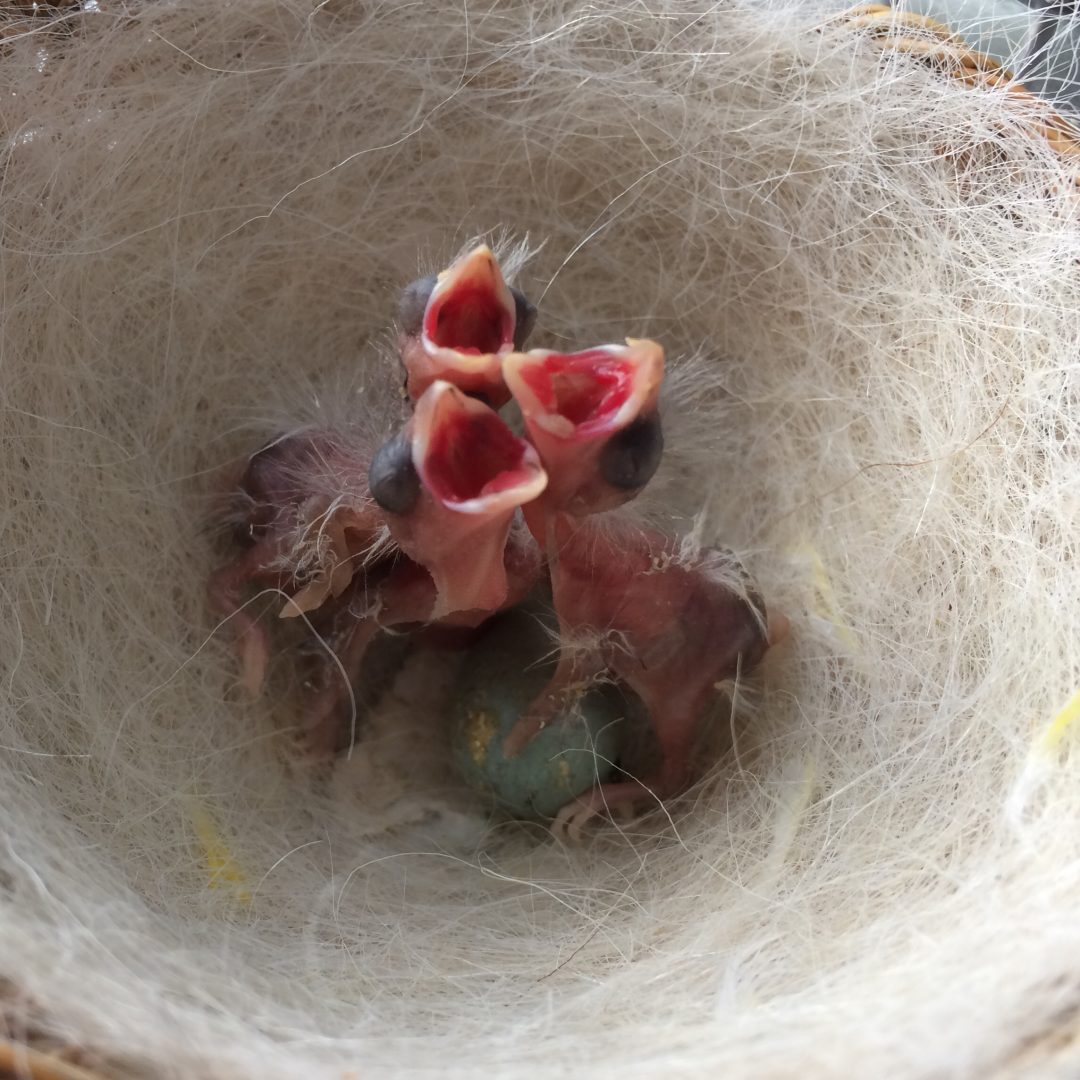 7 pichones tipos de canarios de postura giboso español aviario